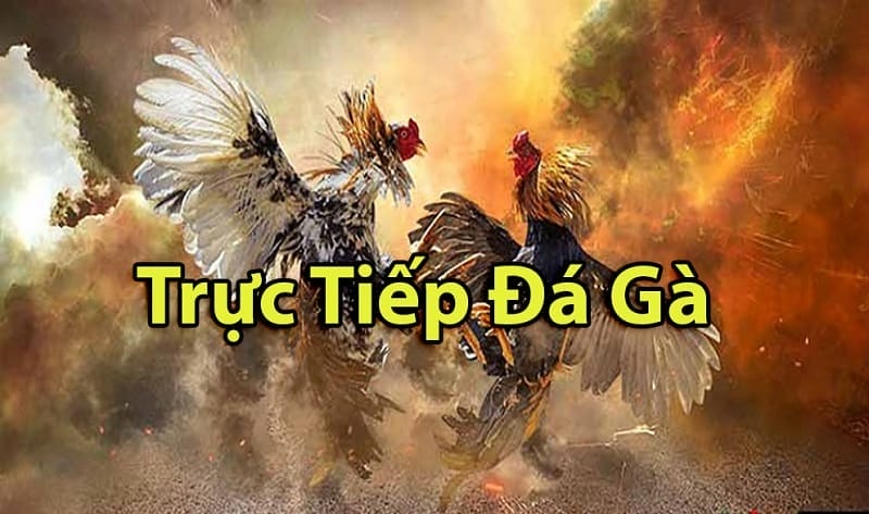 https://lft.org.in/tim-hieu-ve-da-ga-thomo-campuchia/